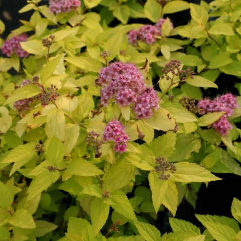 Goldmound Spirea Duncan Nursery