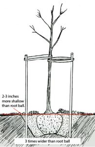 7 Steps To Planting A Happy Healthy Tree Duncan Nursery