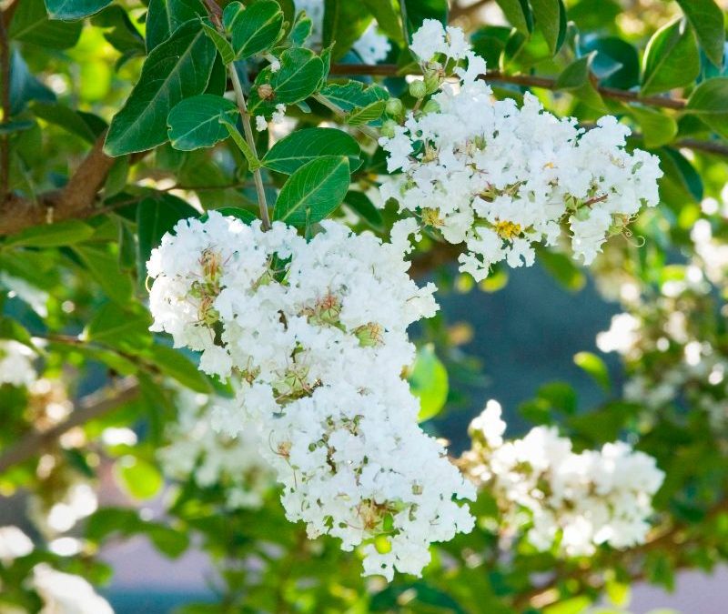 Acoma Crape Myrtle