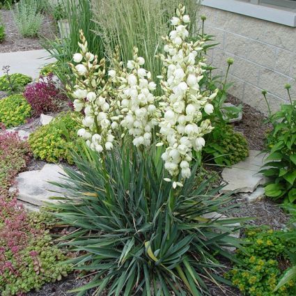 Adams Needle Yucca