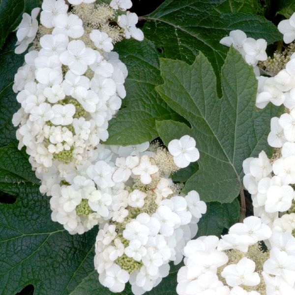 Alice Oakleaf Hydrangea