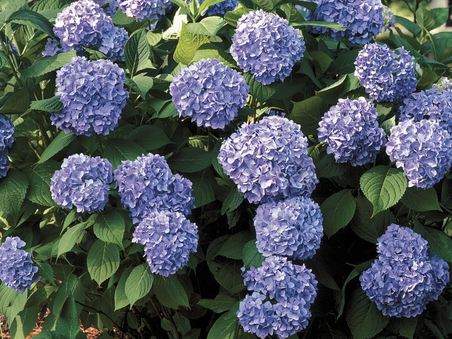 All Summer Beauty Hydrangea