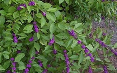 American Beautyberry