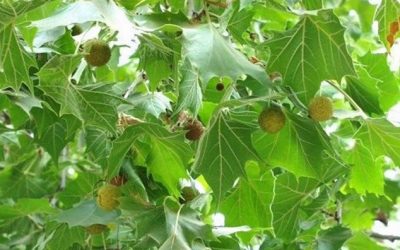 American Sycamore