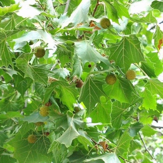 American Sycamore