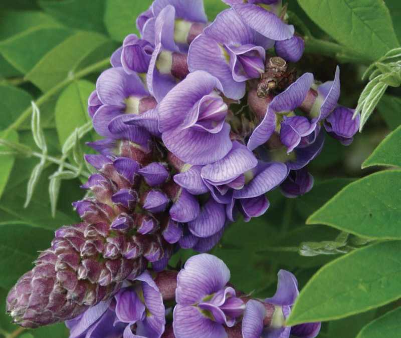 Amethyst Falls American Wisteria