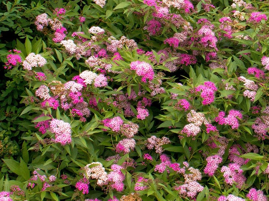 Anthony Waterer Spirea