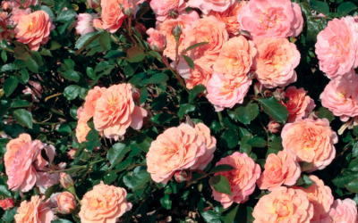 Apricot Drift® Rose