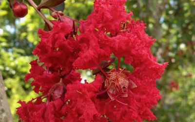 Arapaho Crape Myrtle