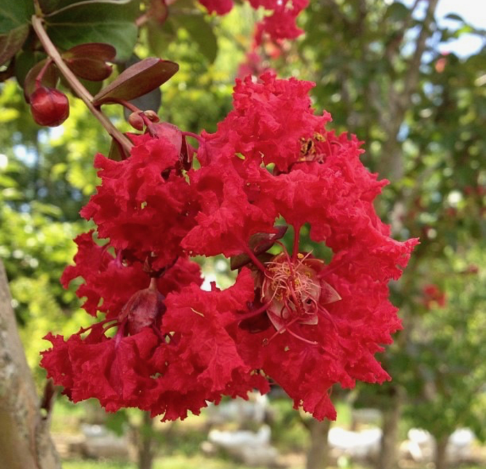 Arapaho Crape Myrtle