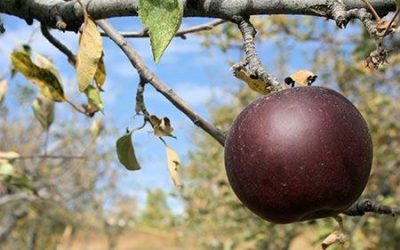 Arkansas Black Apple