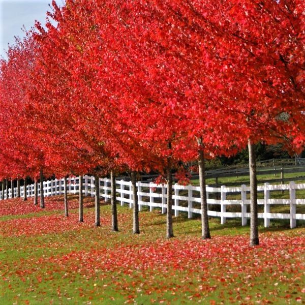 Autumn Blaze® Maple | Duncan Nursery