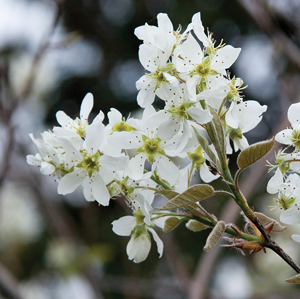 Autumn Brilliance® Apple Serviceberry