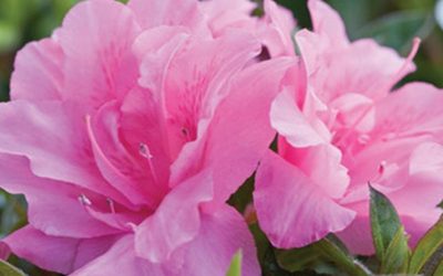 Autumn Carnation™ Encore® Azalea