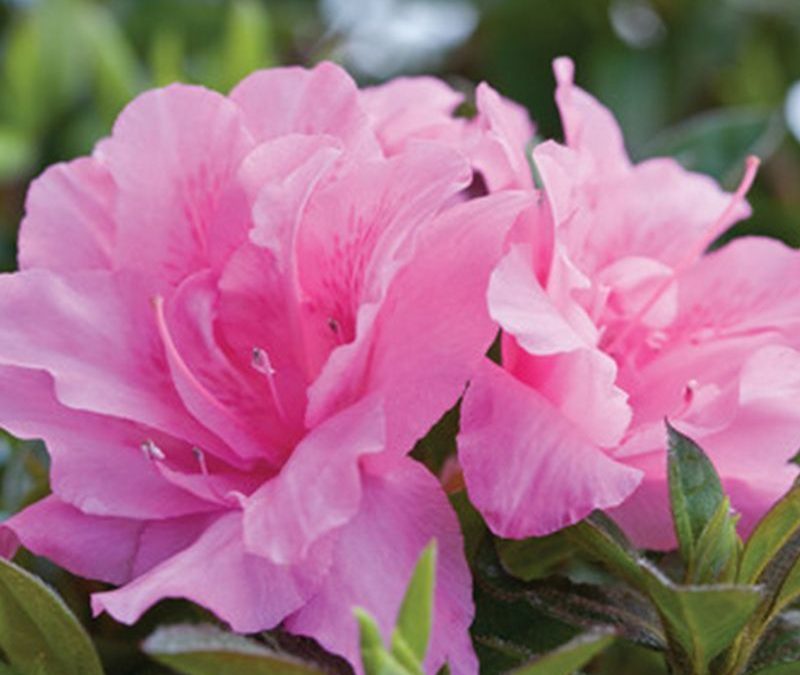 Autumn Carnation™ Encore® Azalea