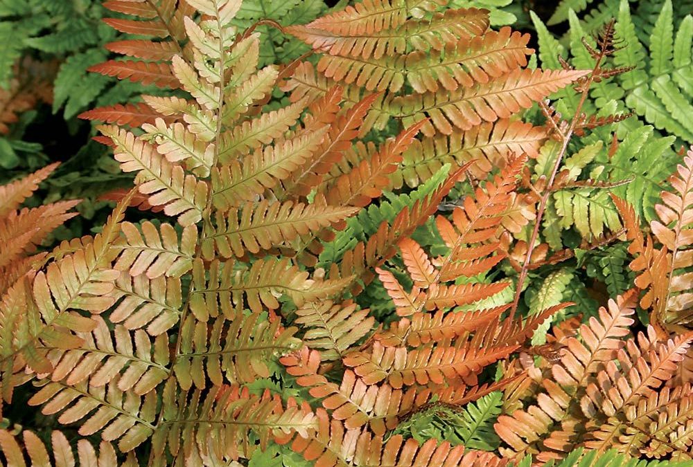 Autumn Fern