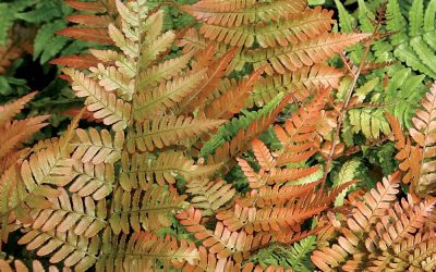 Autumn Fern