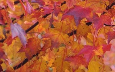 Autumn Flame Maple