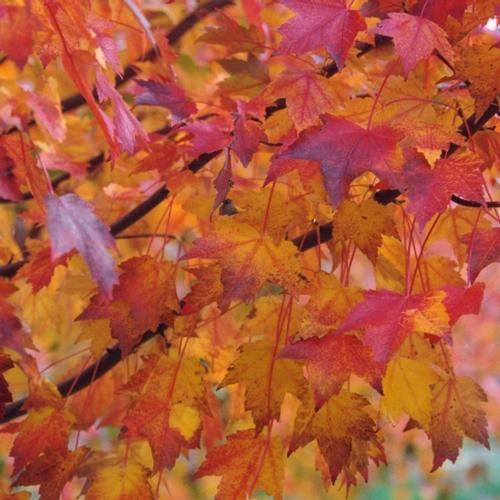 Autumn Flame Maple