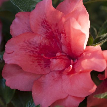 Autumn Princess™ Encore® Azalea