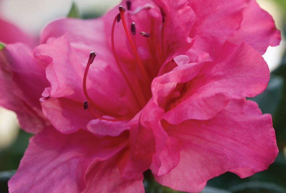 Autumn Rouge™ Encore® Azalea