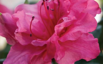 Autumn Rouge™ Encore® Azalea