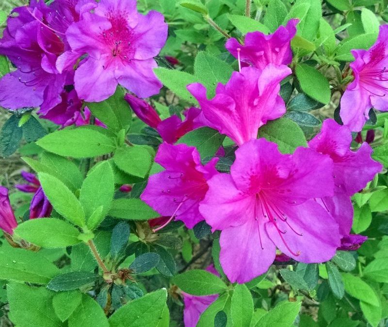 Autumn Royalty™ Encore® Azalea