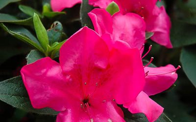 Autumn Sangria™ Encore® Azalea