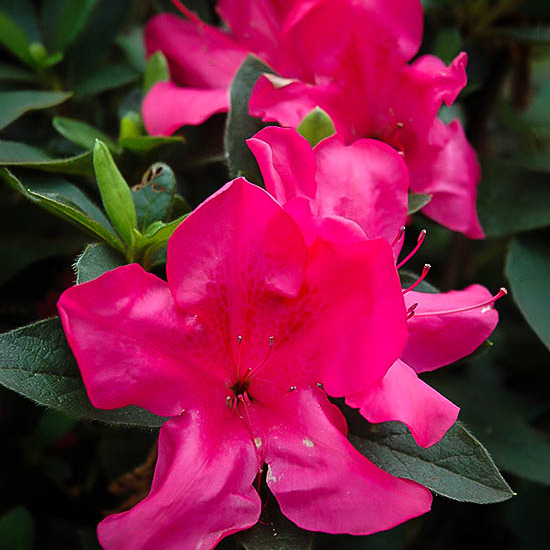 Autumn Sangria™ Encore® Azalea