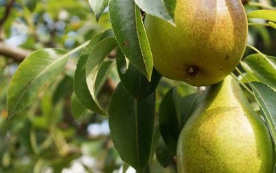 Ayers Fruiting Pear