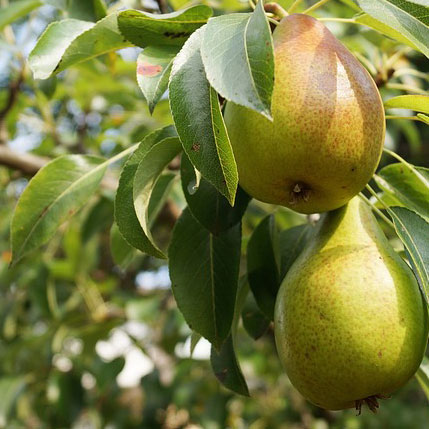 Ayers Fruiting Pear