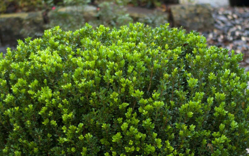 Baby Gem Boxwood