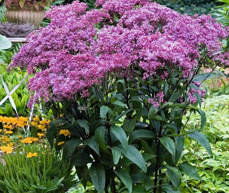 Dwarf Joe Pye Weed