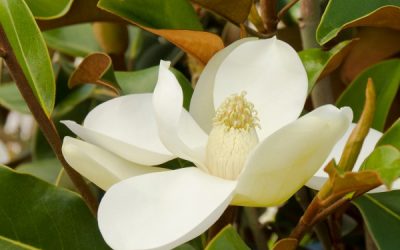 Bracken’s Brown Beauty Magnolia