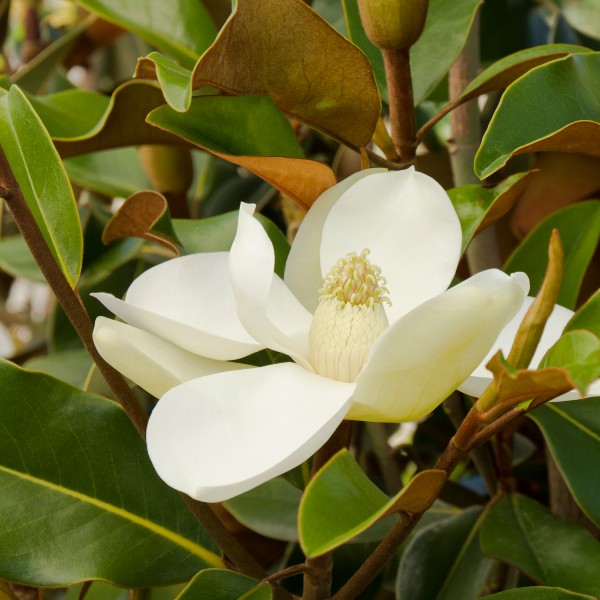 Bracken’s Brown Beauty Magnolia