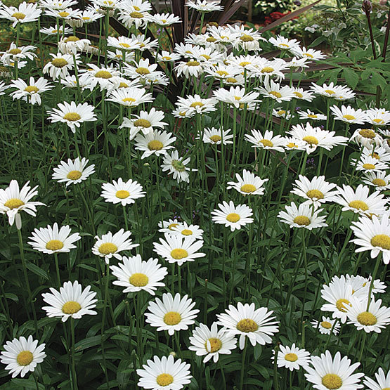 Becky Shasta Daisy