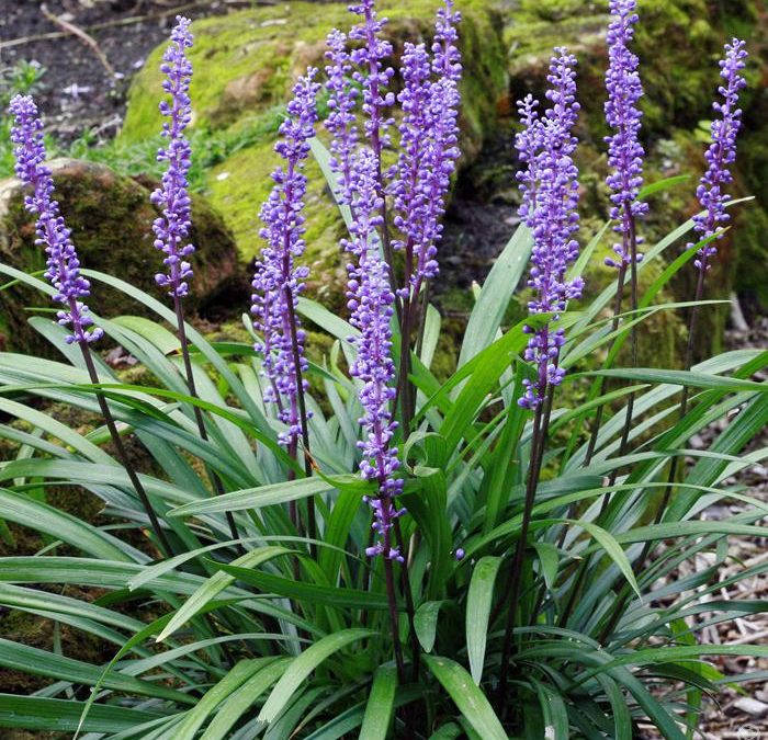 Big Blue Lilyturf