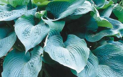 Big Daddy Hosta