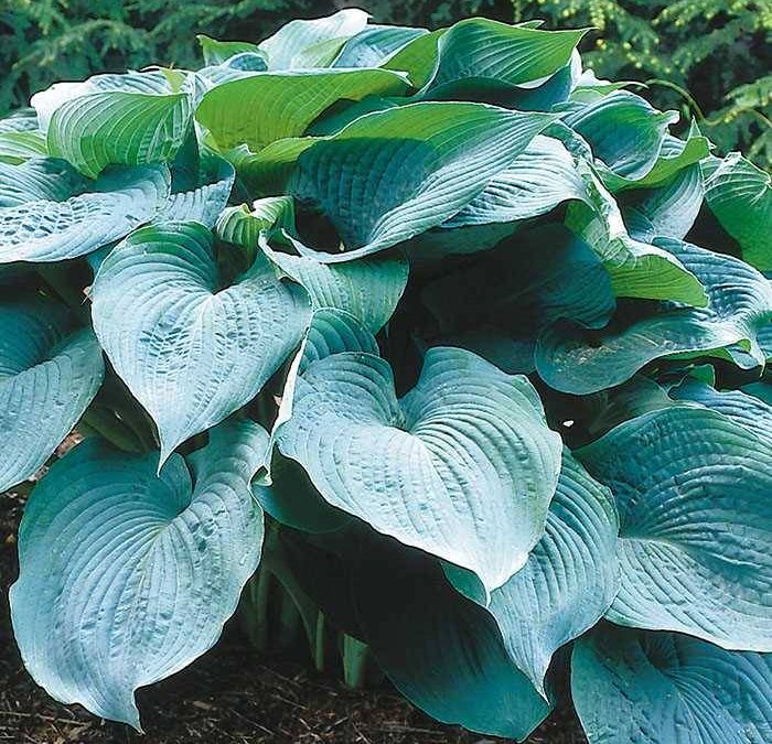 Big Daddy Hosta