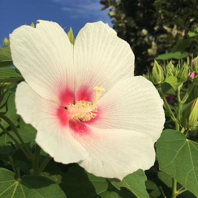 Big Hit™ White Hardy Hibiscus