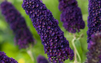 Black Knight Butterfly Bush