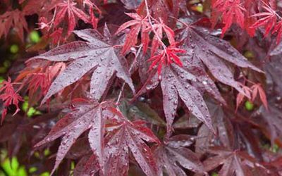 Bloodgood Japanese Maple