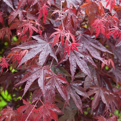 Bloodgood Japanese Maple