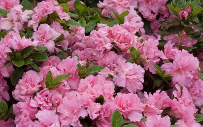 Bloom-A-Thon® Pink Double Azalea