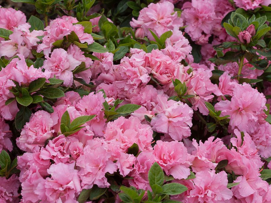 Bloom-A-Thon® Pink Double Azalea