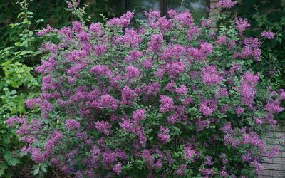 Bloomerang® Lilac