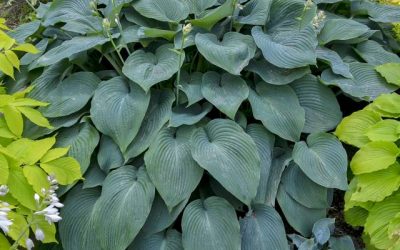 Blue Angel Hosta