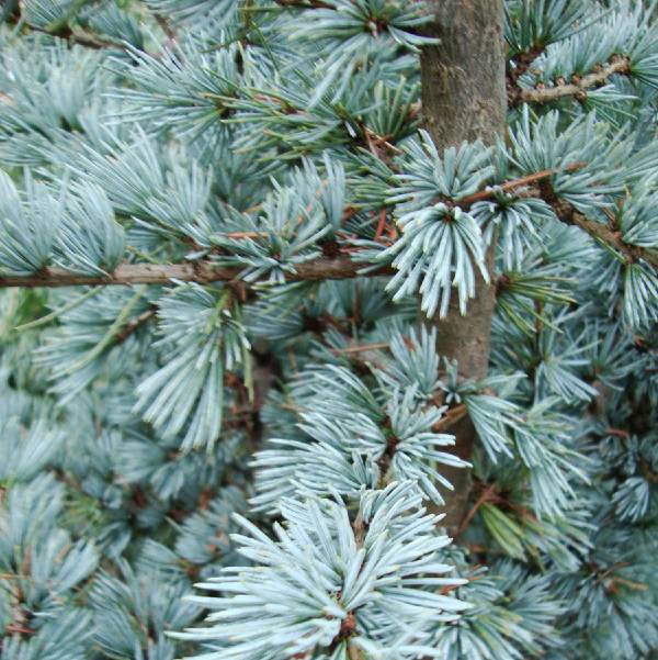 Blue Atlas Cedar