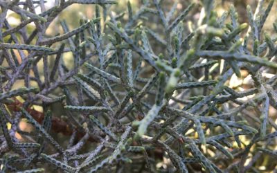 Blue Ice Arizona Cypress