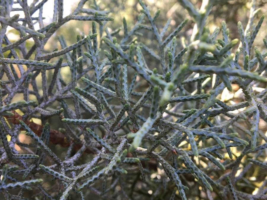 Blue Ice Arizona Cypress